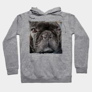 French Bully Hoodie